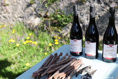 Rez kamniške trte, ki je potomka najstarejše vinske trte (2)